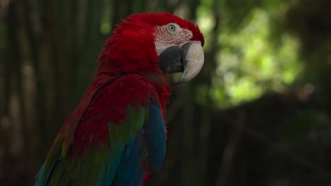 Scarlet Macaw