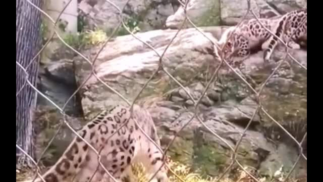 I smiled, this is so cute, tiger mother playing with tiger baby