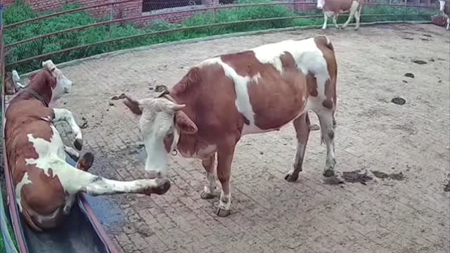 Funny Animals #1 | Fails And Funny Videos