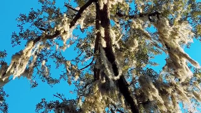 Massive oak tree weather