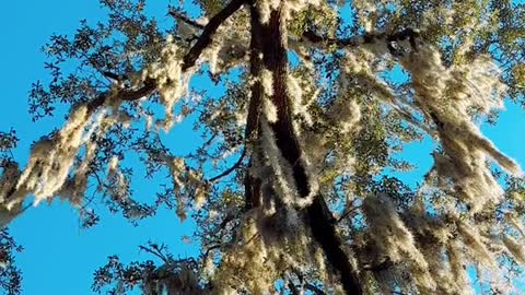 Massive oak tree weather