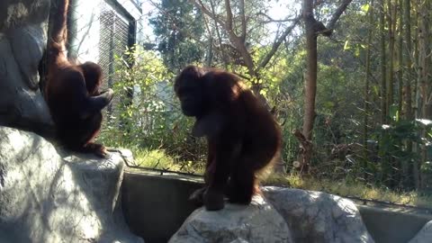 101.Gorilla lured by iPhone- how-to demo