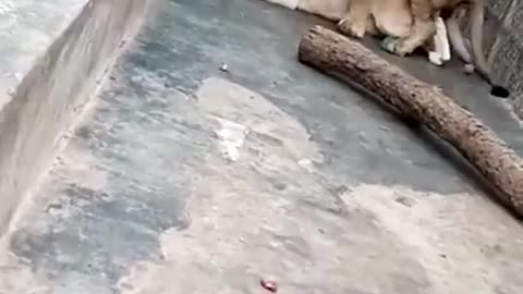 Lions