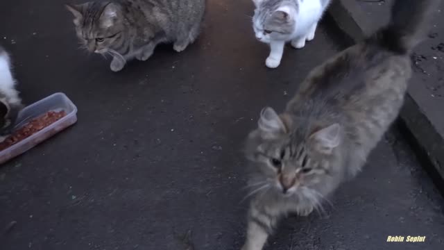cute cat something saying to me.