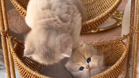 The mischievous kitten is jumping from the top of the basket to the bottom 🐾🐈