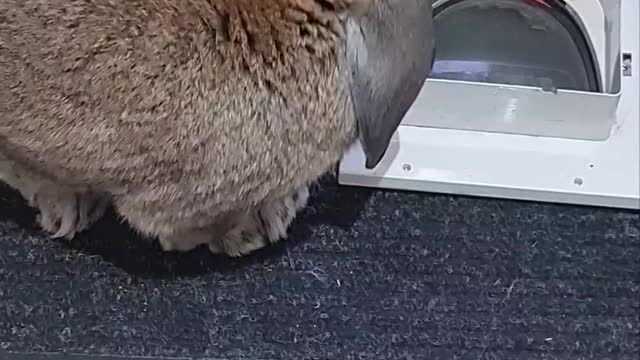 Bunny Is a Bit Too Big for Pet Door