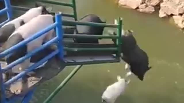 close friends invite each other to take a bath