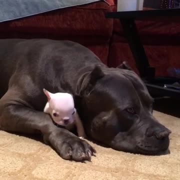 Perro enorme protege adorablemente a un pequeño cachorro