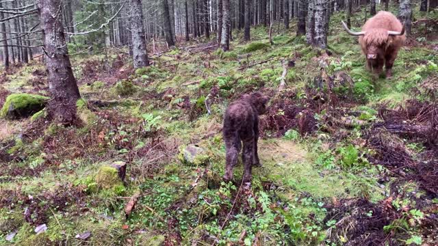 Calf following mother cow in the forest