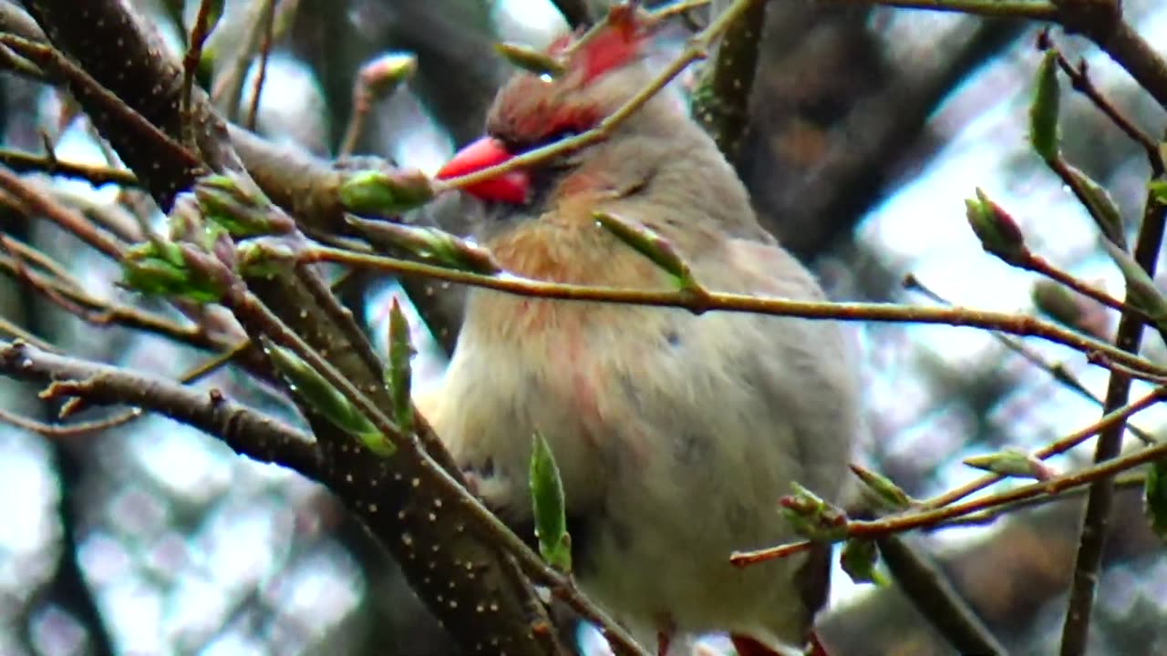 Cardinal