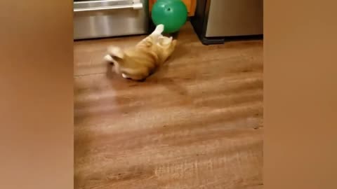 Cat Tries To Play With Ballon Bursts It