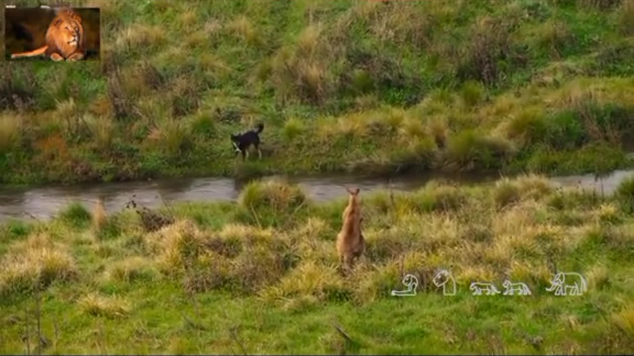 Wolves chasing a group of kangaroos