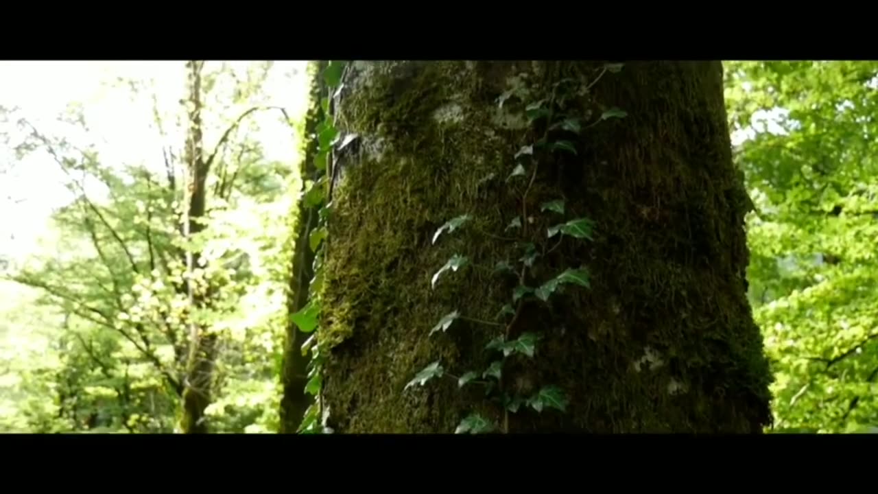 Nature Bird || Bambo Flute|| Morning relaxing Music ||