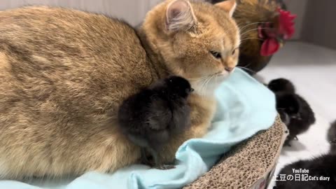 The hen was surprised!Kittens know how to take care of chicks better than hens.Cute andinteresting😊