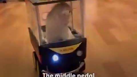 A Canadian Man Who Has 2 Pet Rats Learned That Letting Them Drive A Miniature Car Reduced Their Levels Of Stress