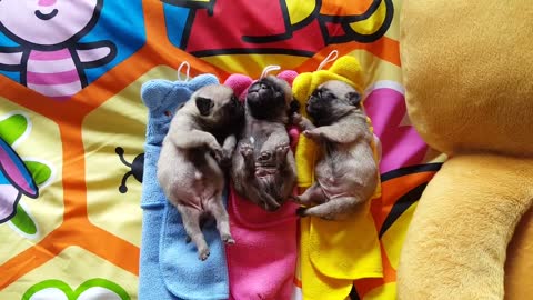 Three Pugs in a Pod