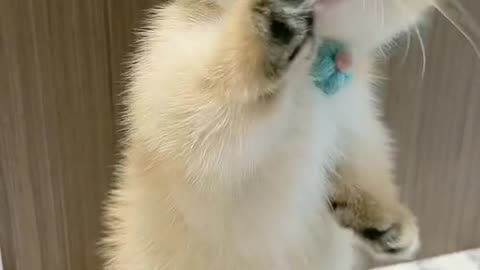 cute cat is trying to stand | Beautiful cat | Amazing pet video