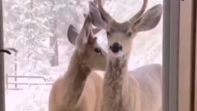 African Deer want to enter a house