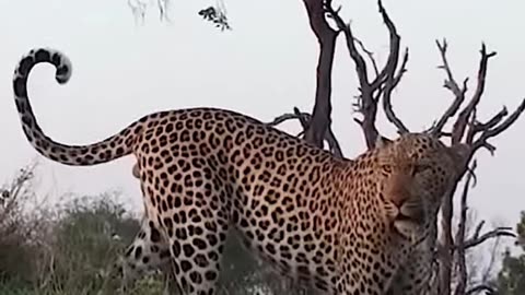 2 LEOPARDS DOIN THE NASTY! LOL