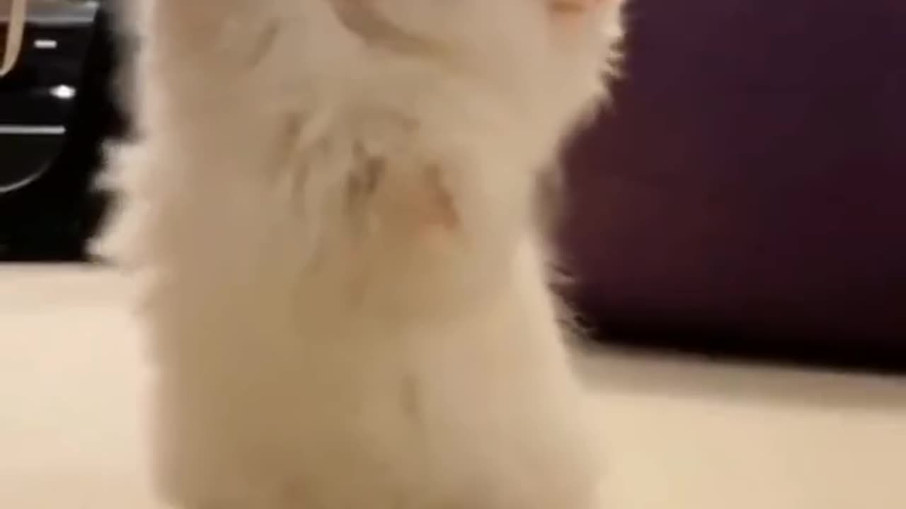 #cat #kitten #sayan