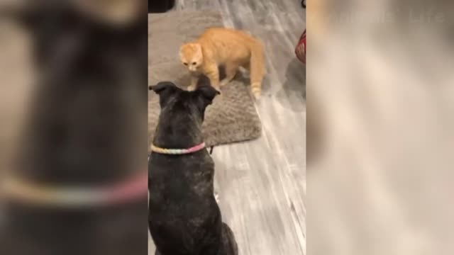 Funniest animal videos cats and dogs of 2021