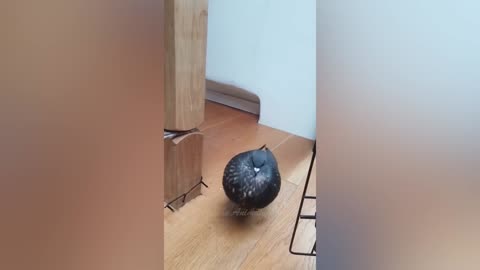 Best Funny Animal Videos Of The 2023 🤣 - Funniest Cats And Dogs Videos 😺😍 (44)