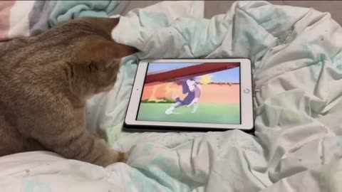 New Funny Videos 2023 😍 Cutest Cats and Dogs