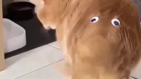 cute cat lover