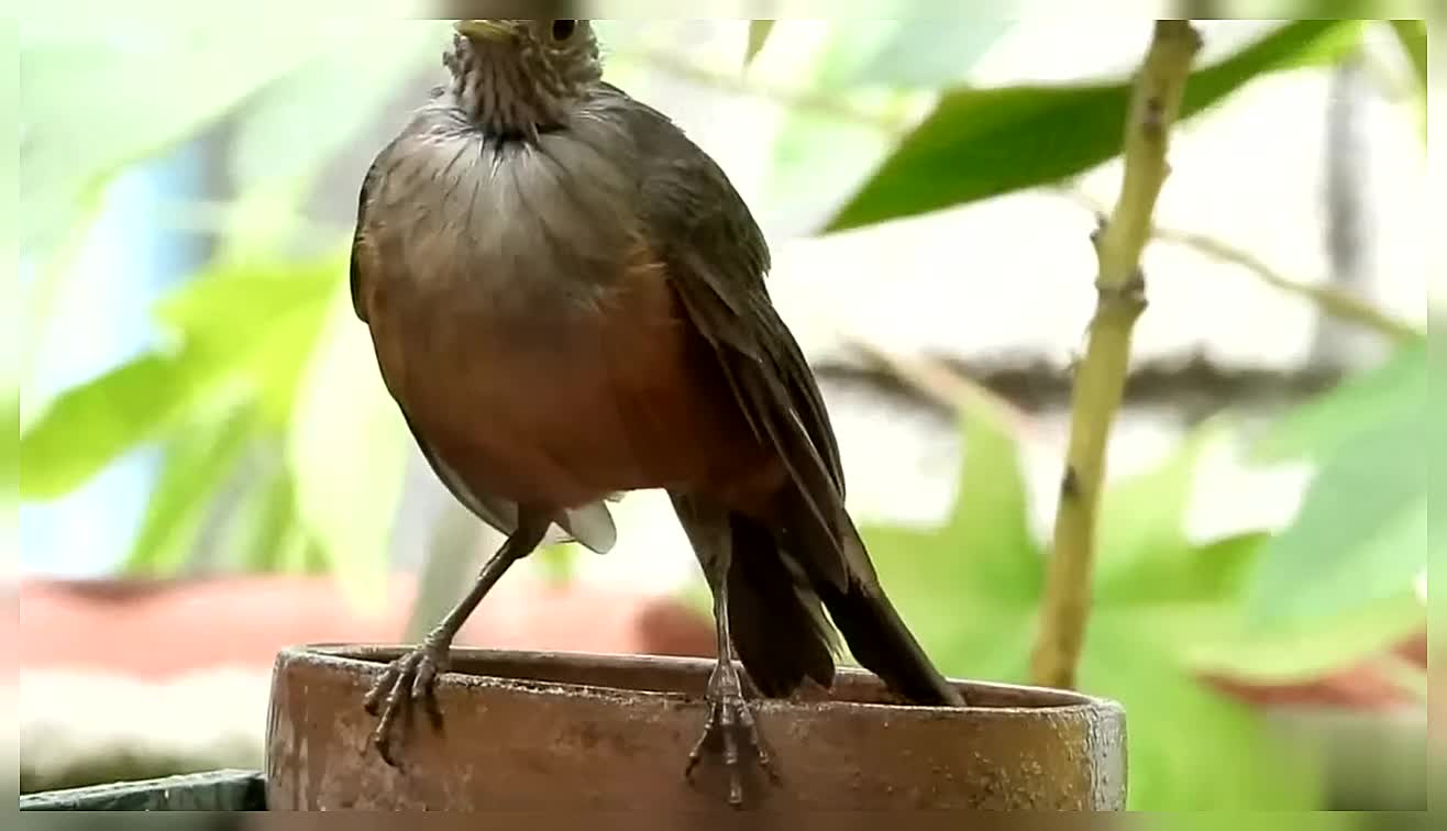 Rufous Bellied Thrush Beautiful Backyard Songbird Turdus Rufiventris Backyard Birds