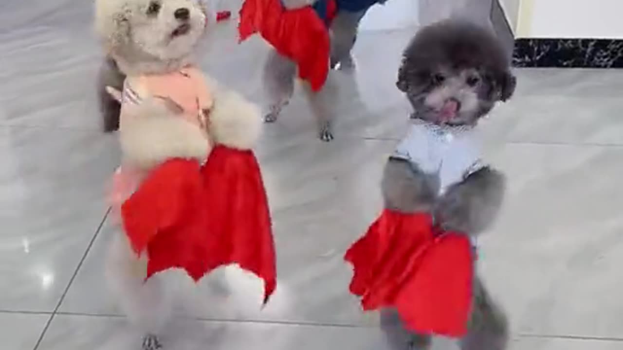 Funny video