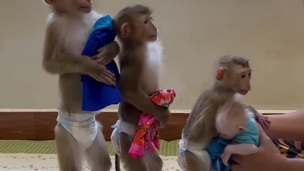 Monkey funny dress were