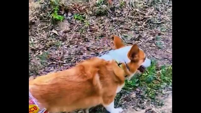 It would be fun to put a bag over a corgi's ass