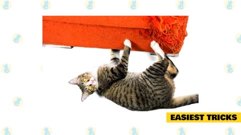 Can you teach cats tricks?