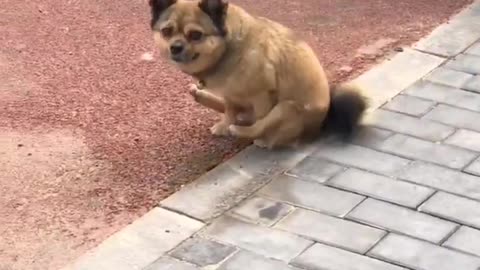 Are We Less Than Humans in Gimmicks #shorts #viral #shortsvideo #video