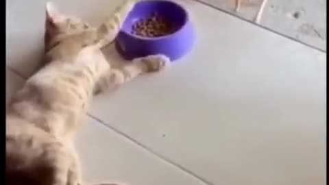 The funniest Cat videos