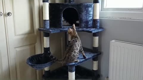 Bengal Kittens Vs Older Cats