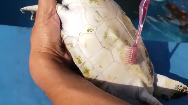 Turtel cleaning | cleaning of turtle || cleaner fish |||