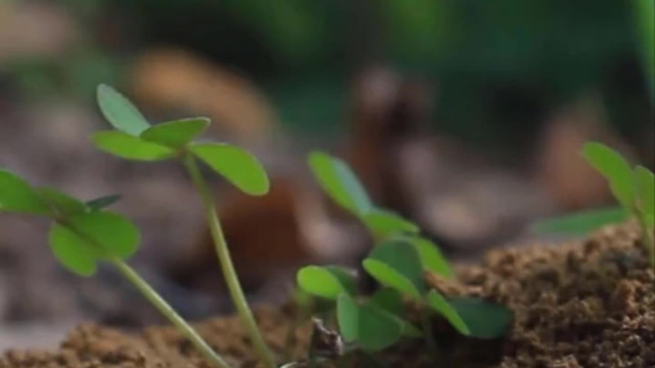 ants build an impressivestructures