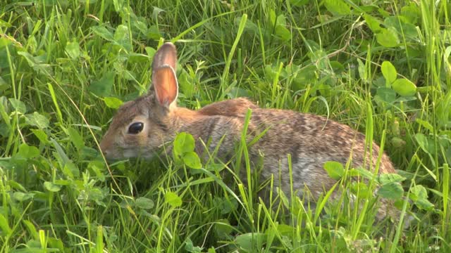 A hare foraging