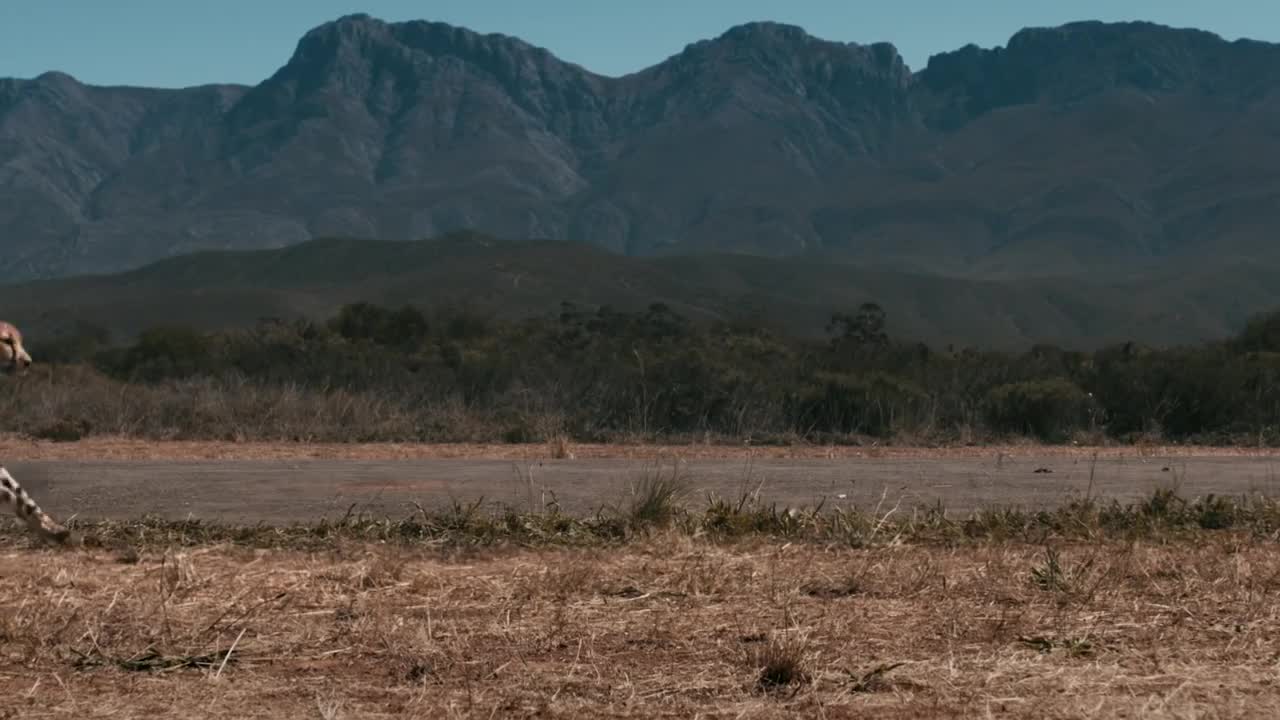 Drag Race: Formula E Car vs Cheetah