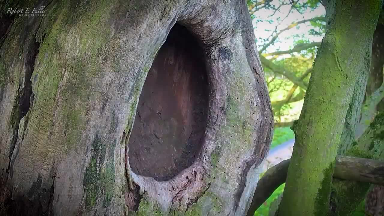 Kestrel Chicks All Alone After Mum Disappears-2