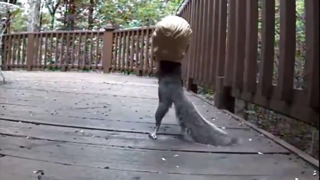 Cuteness #JusticeForPnut