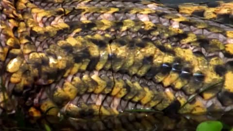 The Anaconda is a Heavyweight of Snakes | Nat Geo Wild