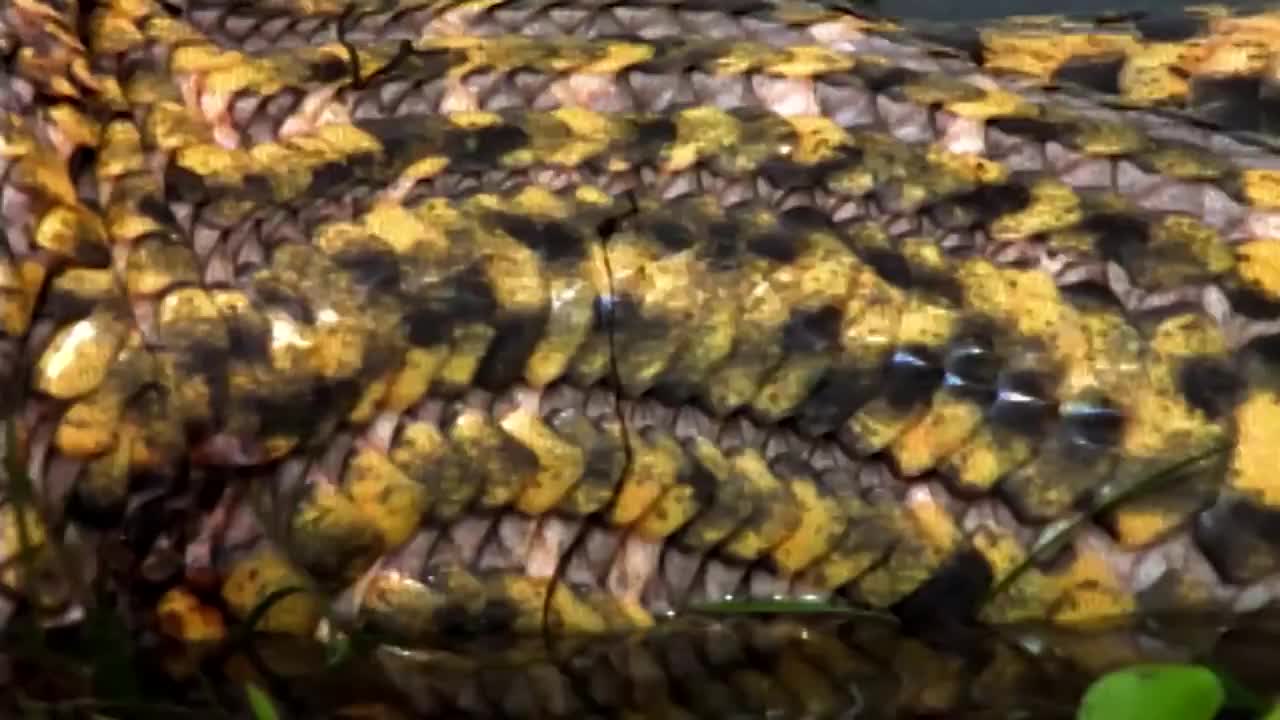 The Anaconda is a Heavyweight of Snakes | Nat Geo Wild