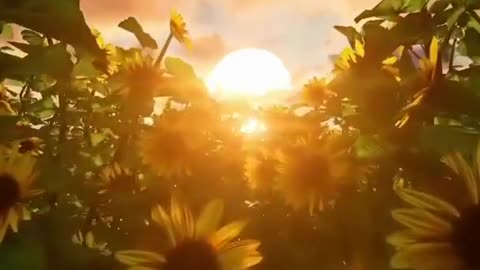 Beautiful sunflower morning