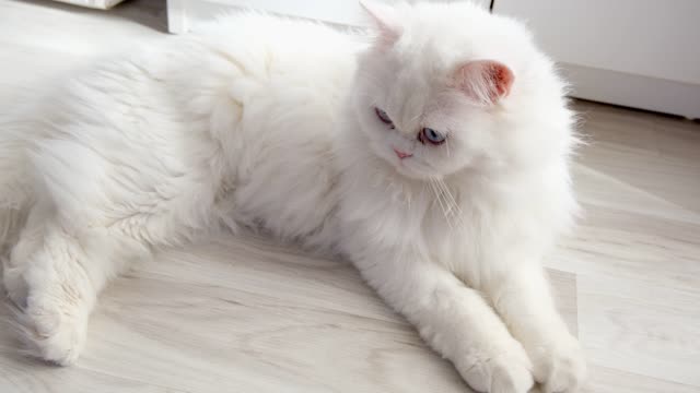 Cute cat