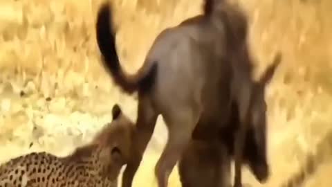 Wildebeest vs. Leopard Battle 3 Animal World