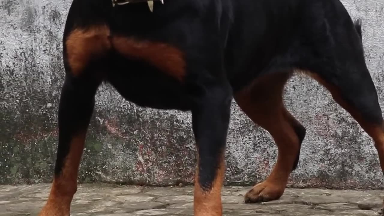 Angry dogs short viral videos