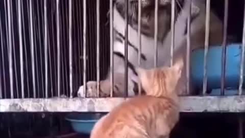 Pet funny video funny animal videos to make you laugh