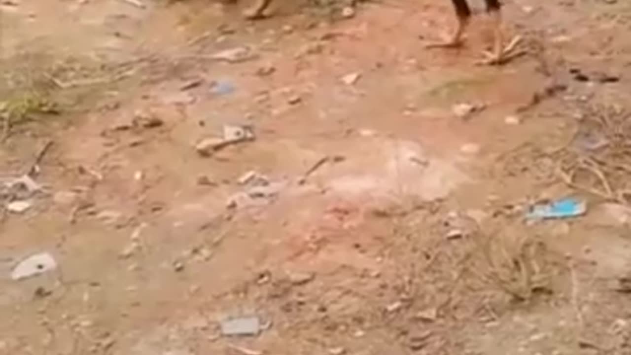 funny cats41